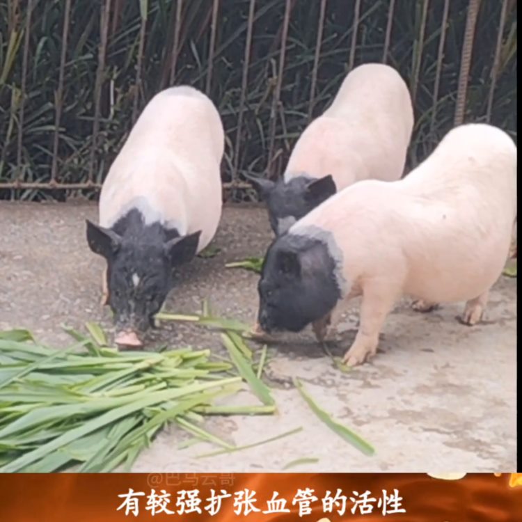巴马香猪肉质具有一种独特的不饱和脂肪酸，是其它品种猪所...